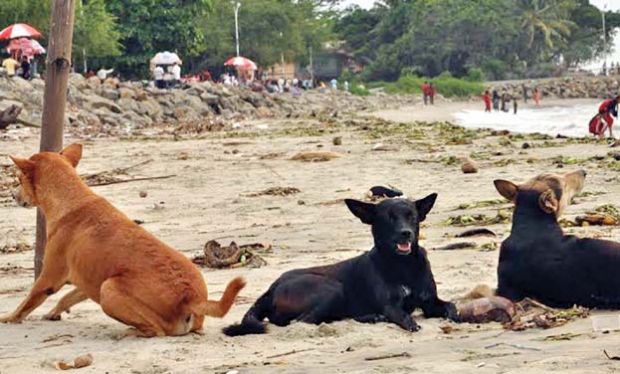ghmcwillsterlize28lakhstraydogsinhyderabad